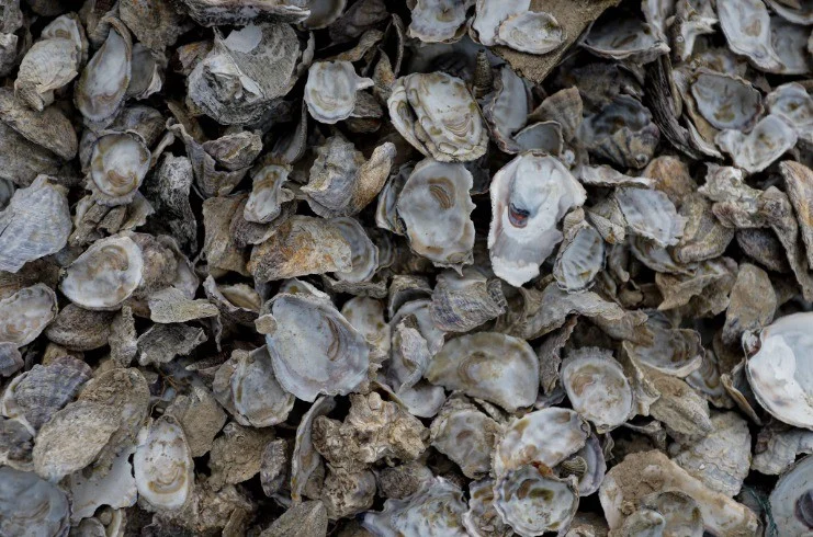 From Plate to Pavement: Hyatt Centric Key West Pioneers Circular Economy with Oyster Shell Initiative