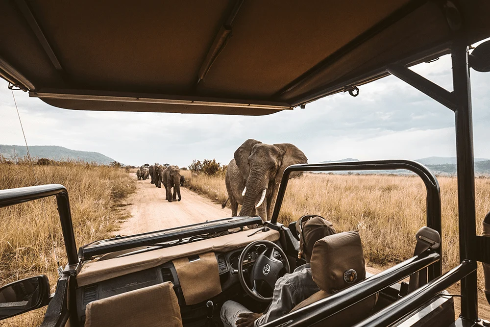 The Economics of the Wild: Navigating the Complexities of Premium Safari Pricing in 2026