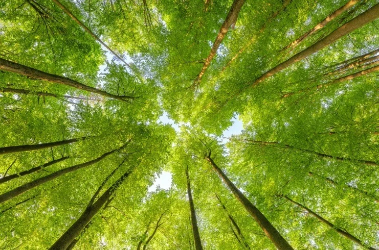 Advancing Responsible Hospitality: PM Hotel Group’s 2025 Sustainability Roadmap